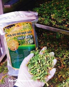 HOA ĐU ĐỦ ĐỰC SẤY LẠNH