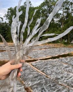 MIẾN DẸT THÁI TAY ĐIỆN BIÊN – bịch 1kg